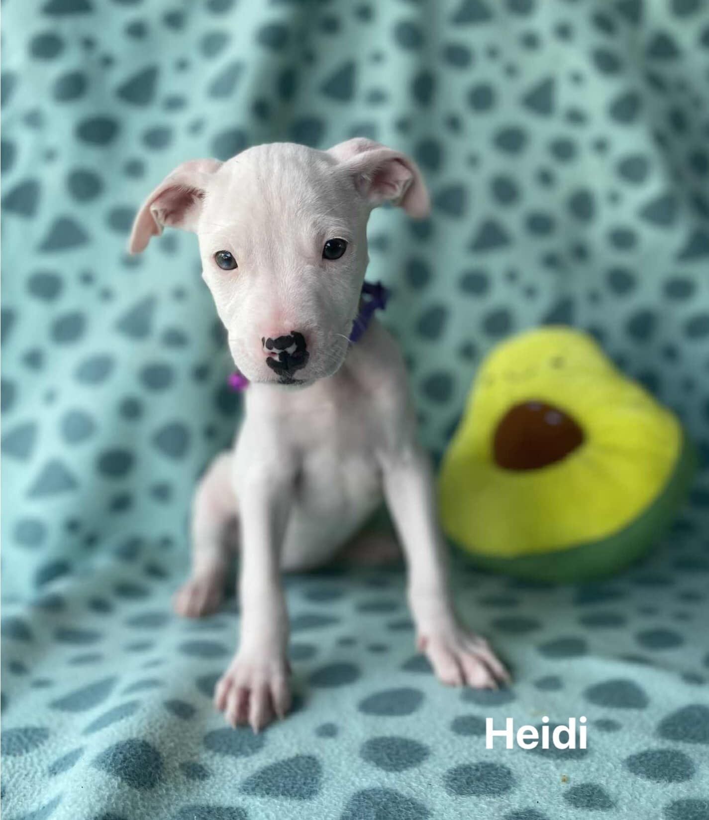 Heidi puppy Heidi puppy